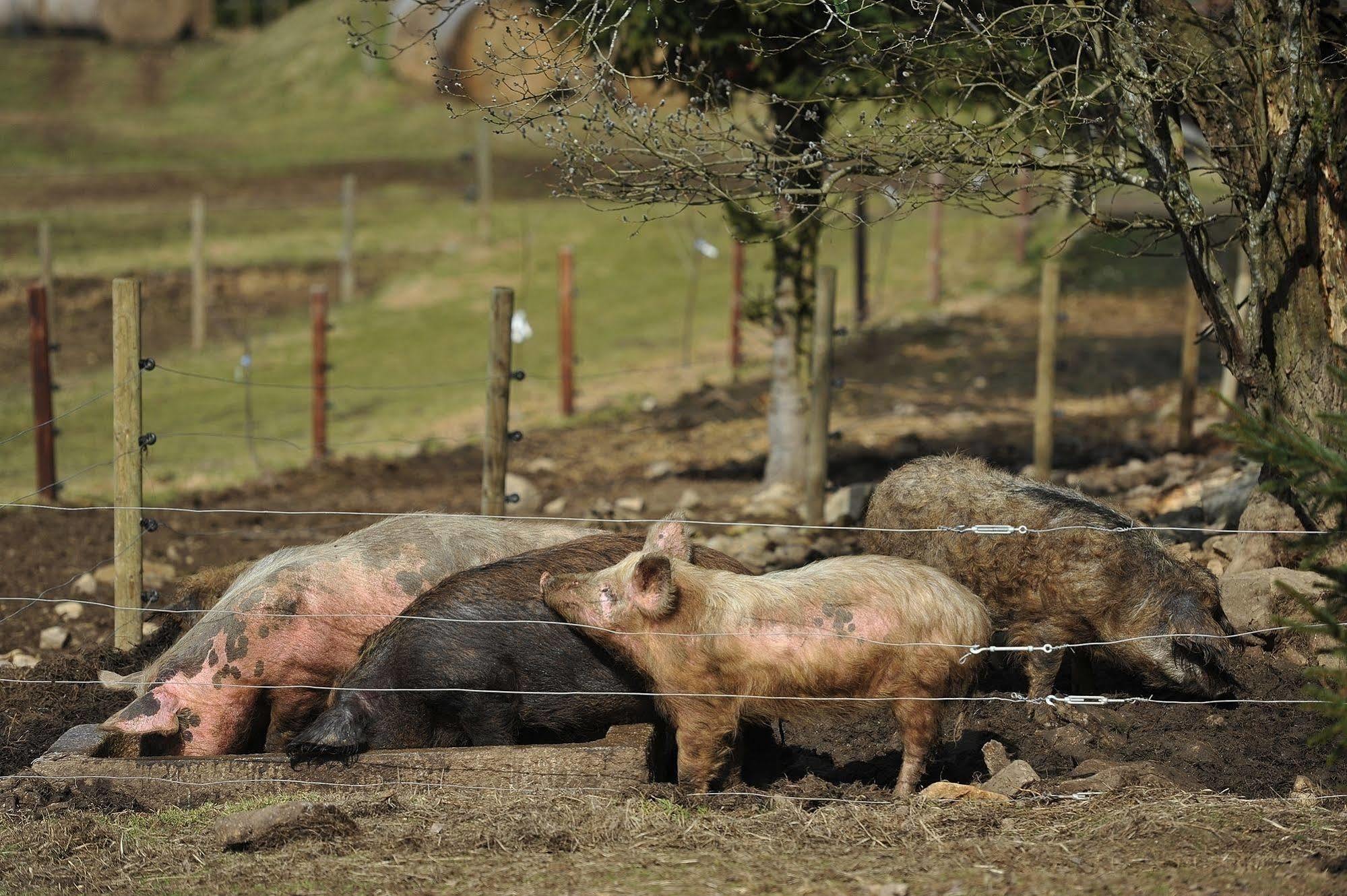 Penzion Farma U Mauritzu Stožec المظهر الخارجي الصورة